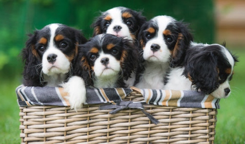 Dolvit Junior witaminy dla psów szczeniąt DOLFOS