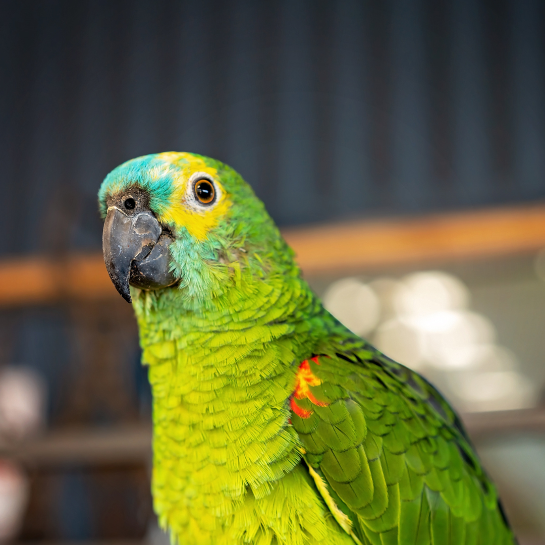 OviBad Essence Birds z kroplomierzem - płyn do kąpieli olejkami eterycznymi