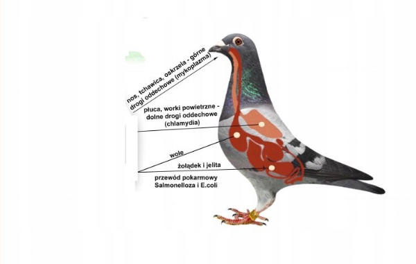 Mentol Septic dla gołębi bakterie jelita Elita 500