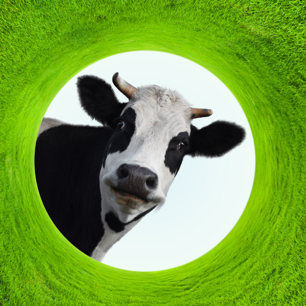 SILVECO NanoHoof Spray do oprysku racic zawierający aktywne formy srebra 5l