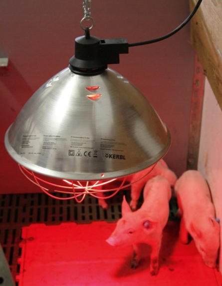 Promiennik lampa oprawa kwoka Kerbl 35cm 250W