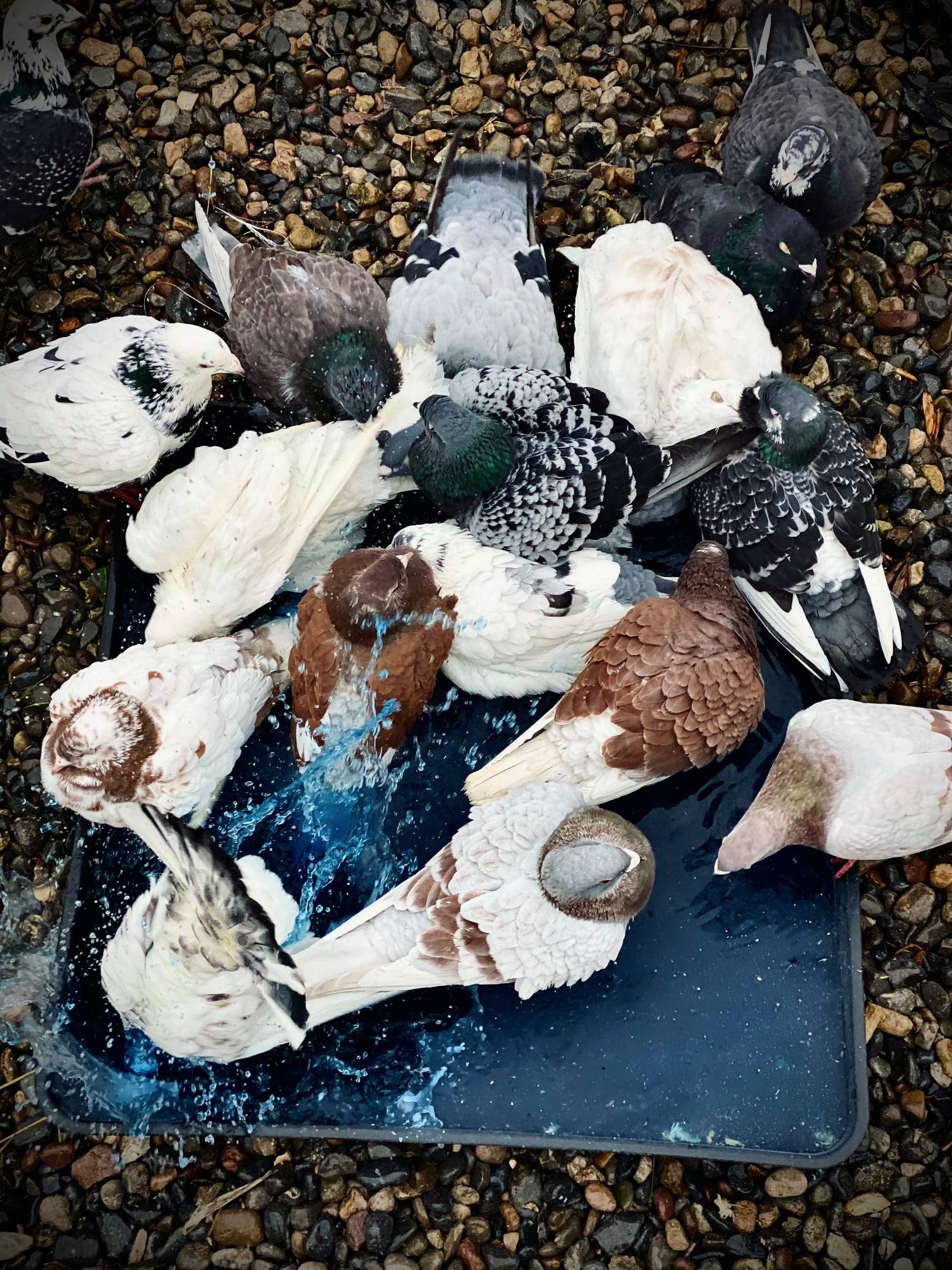 OviBad Essence Birds - płyn do kąpieli z olejkami eterycznymi