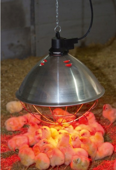 Promiennik lampa oprawa kwoka Kerbl 35cm 250W