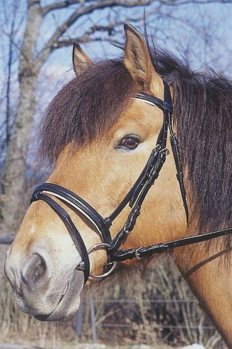 Ogłowie dla konia Standard czarny Cob Covalliero