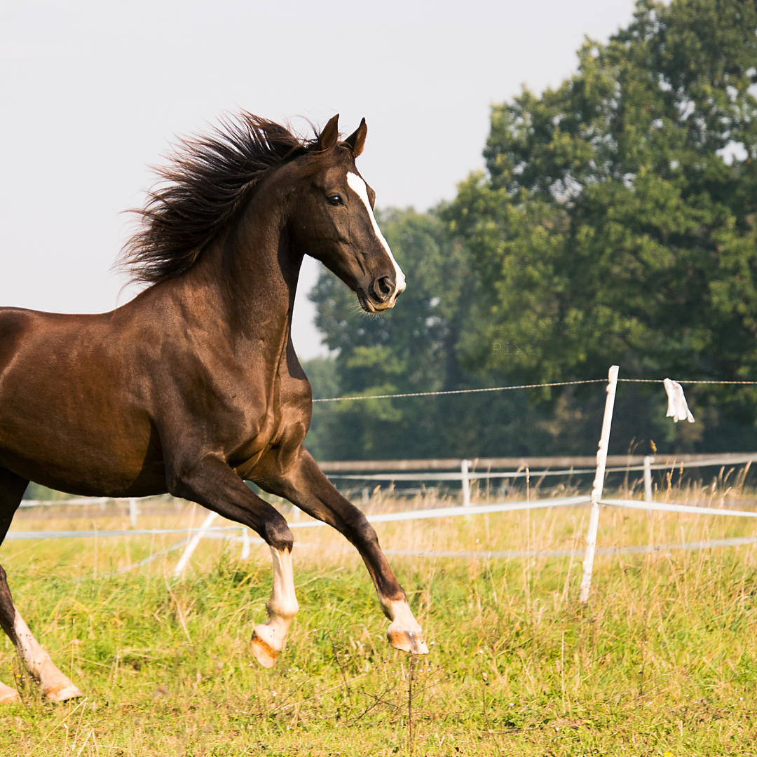 Horslyx Original Lizawka Dla Koni Witaminy Minerały W Formie Bloków 650g