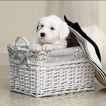 Dolvit allergy mini alergia u kotów DOLFOS 60 tab.