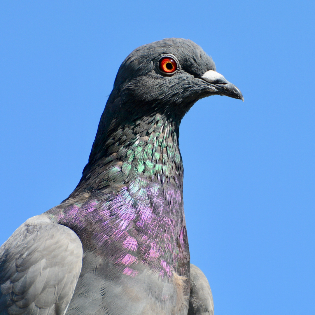 Patron - Acemal 1000 ml - ocet jabłkowy 8%