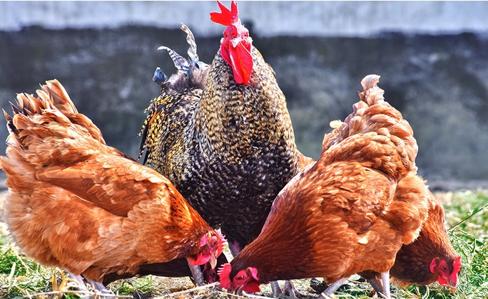 DJ Nioska Granulat Pasza dla Kur Niosek Karma Granulowana Neorol 25kg