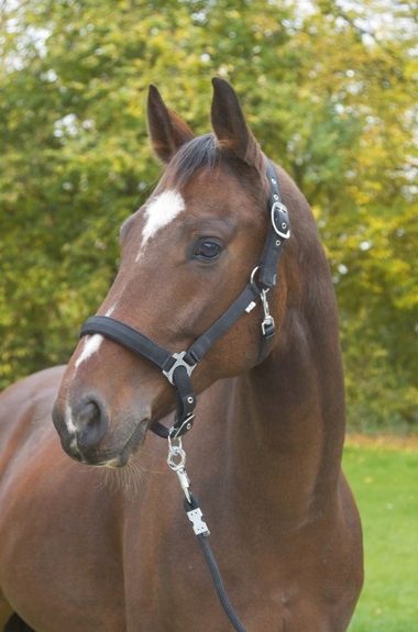 Kantar dla konia Dexter czarny roz Pony Covalliero