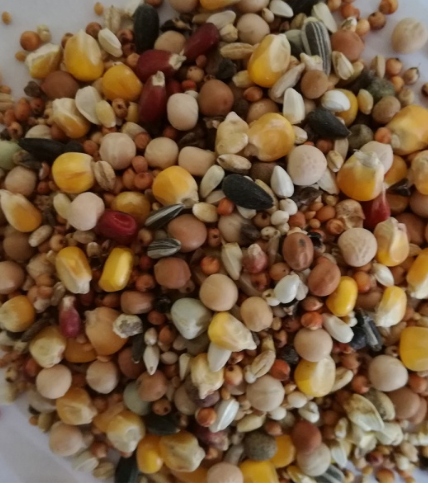 Karma dla gołębi bez pszenicy BP BEST NATURAL 20kg