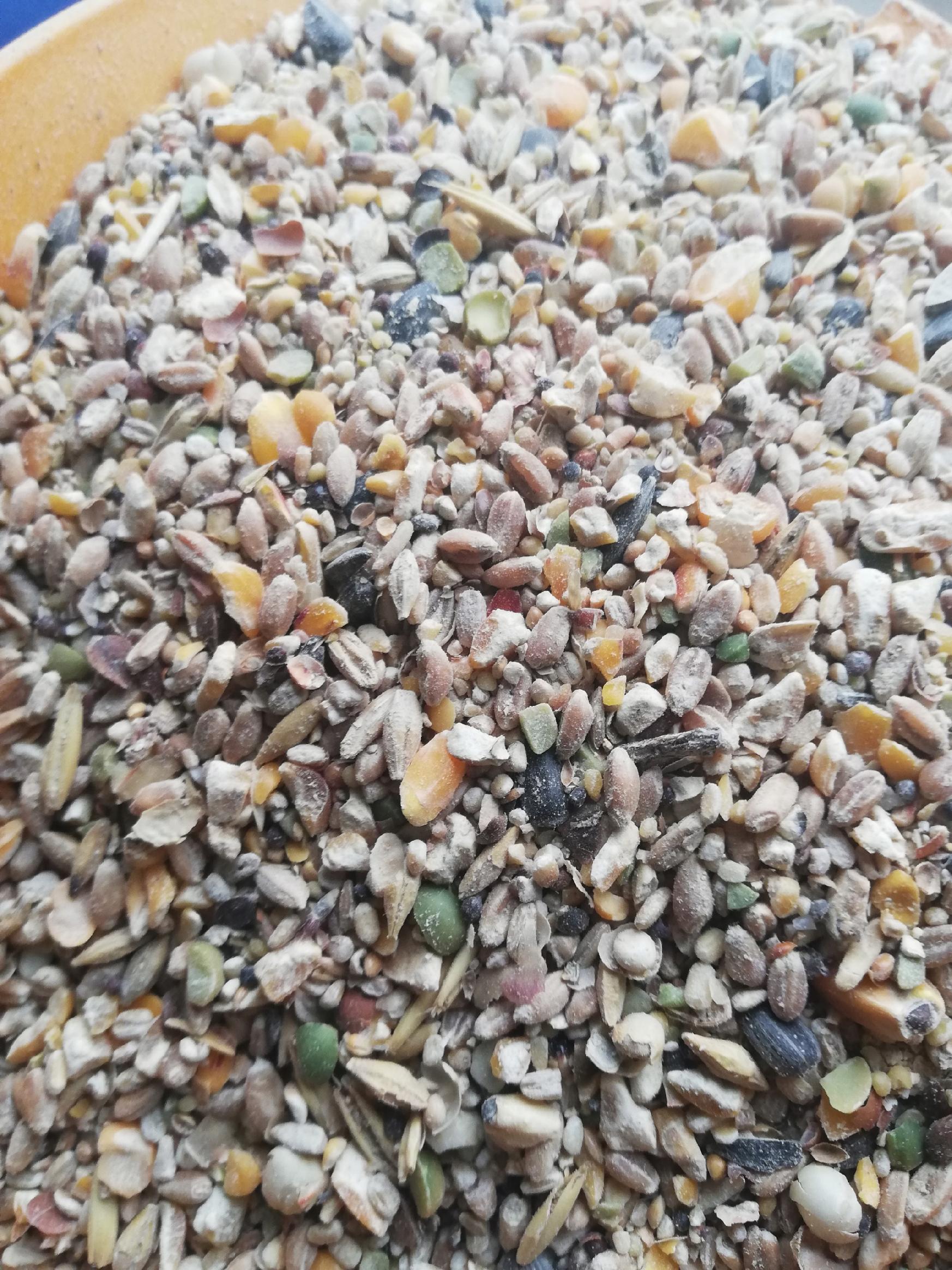 Pasza dla kur niosek nioska BEZ GMO Ełpol Kokoszka Nioska Ziarno Elpol 5kg