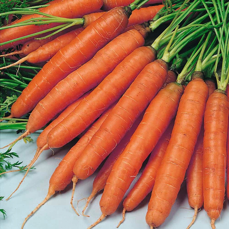 NASIONA Marchew Jadalna Amsterdam 3 Amsterdamska NOE 5g PLANTICO 403017