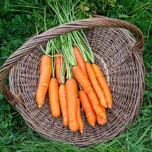 NASIONA Marchew Jadalna Jagna 5g PLANTICO 403376