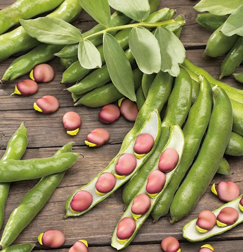 NASIONA Bób Karmazyn 30g PLANTICO 407558