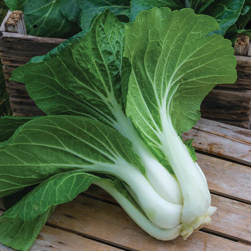 NASIONA Kapusta Chińska Pak Choi 0,1g PLANTICO Super Warzywo 402492
