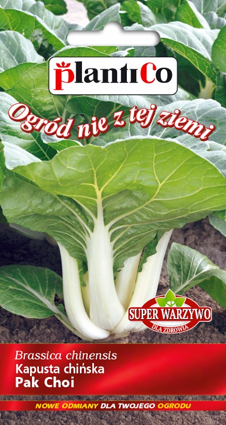 NASIONA Kapusta Chińska Pak Choi 0,1g PLANTICO Super Warzywo 402492
