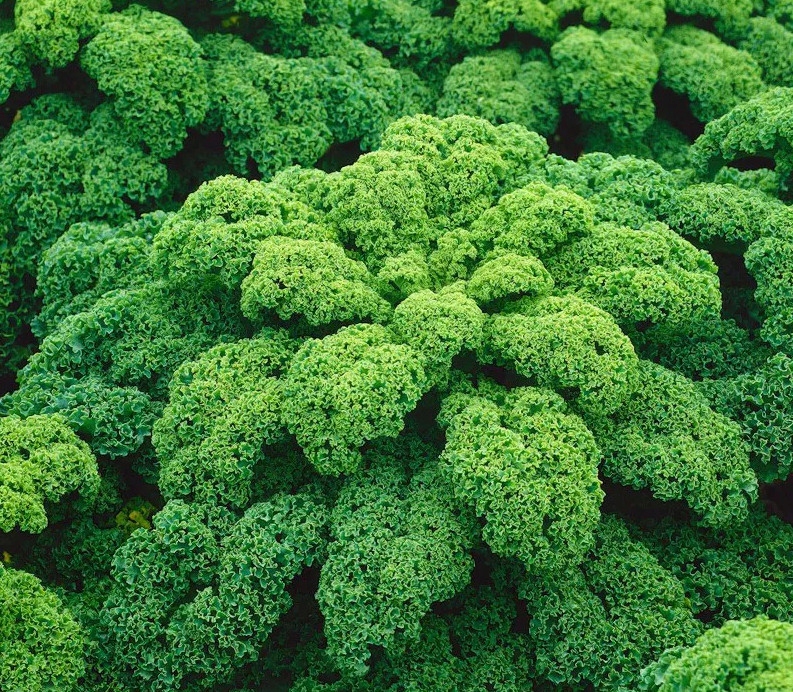 NASIONA Jarmuż Halbhoher Gruner Krauser 2g SPÓJNIA 400502