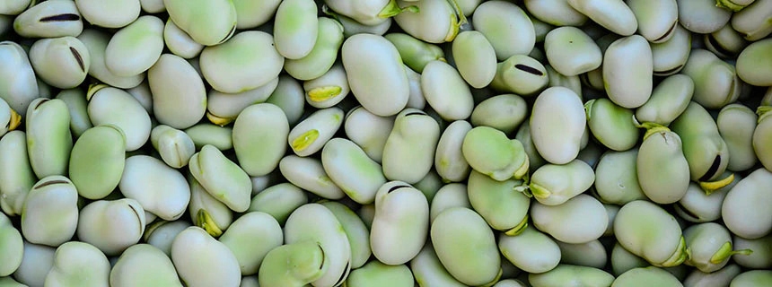 NASIONA Bób Bachus 50g SPÓJNIA Wczesna Odmiana Plenna 602012