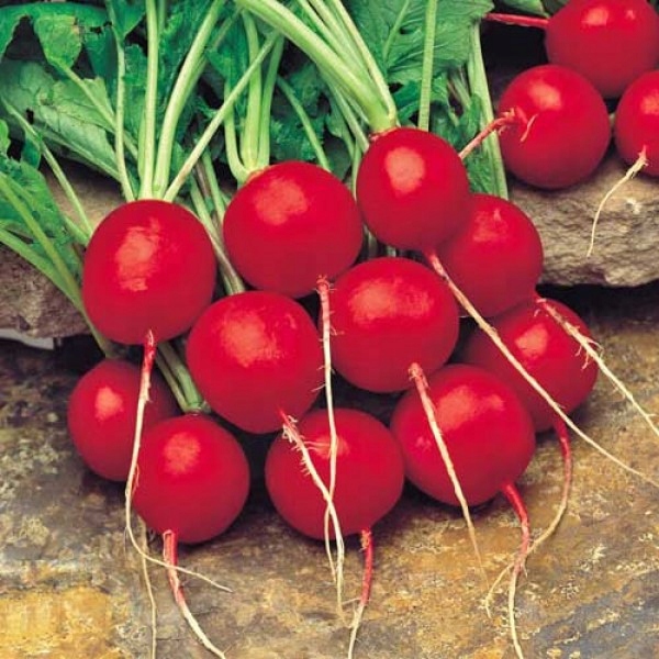 NASIONA Rzodkiewka Saxa Polana 10g PLANTICO 406018