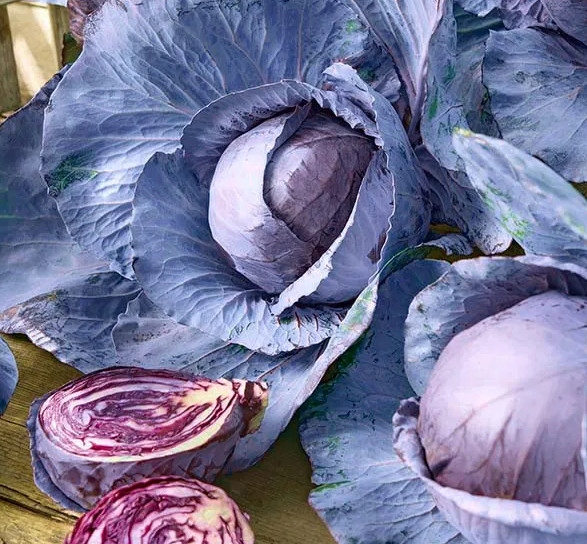 NASIONA Kapusta Głowiasta Czerwona Haco 1g PLANTICO 402317