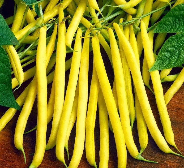 NASIONA Fasola Szparagowa Karłowa Korona 40g PLANTICO Żółta 407633