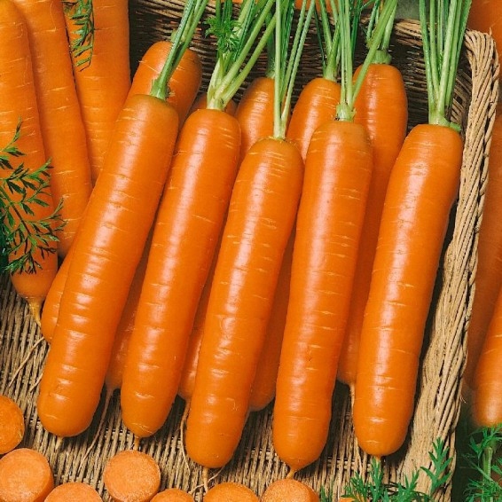 NASIONA Marchew Jadalna Berlikumer 2 - Perfekcja GOF 6g PLANTICO 403154