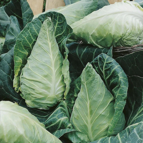 NASIONA Kapusta Głowiasta Biała Stożkowa Cuor di Bue Grosso 1g PLANTICO