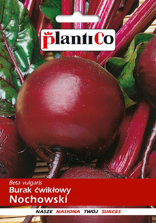 NASIONA Burak Ćwikłowy Nochowski 10g PLANTICO Odmiana Plenna 403444