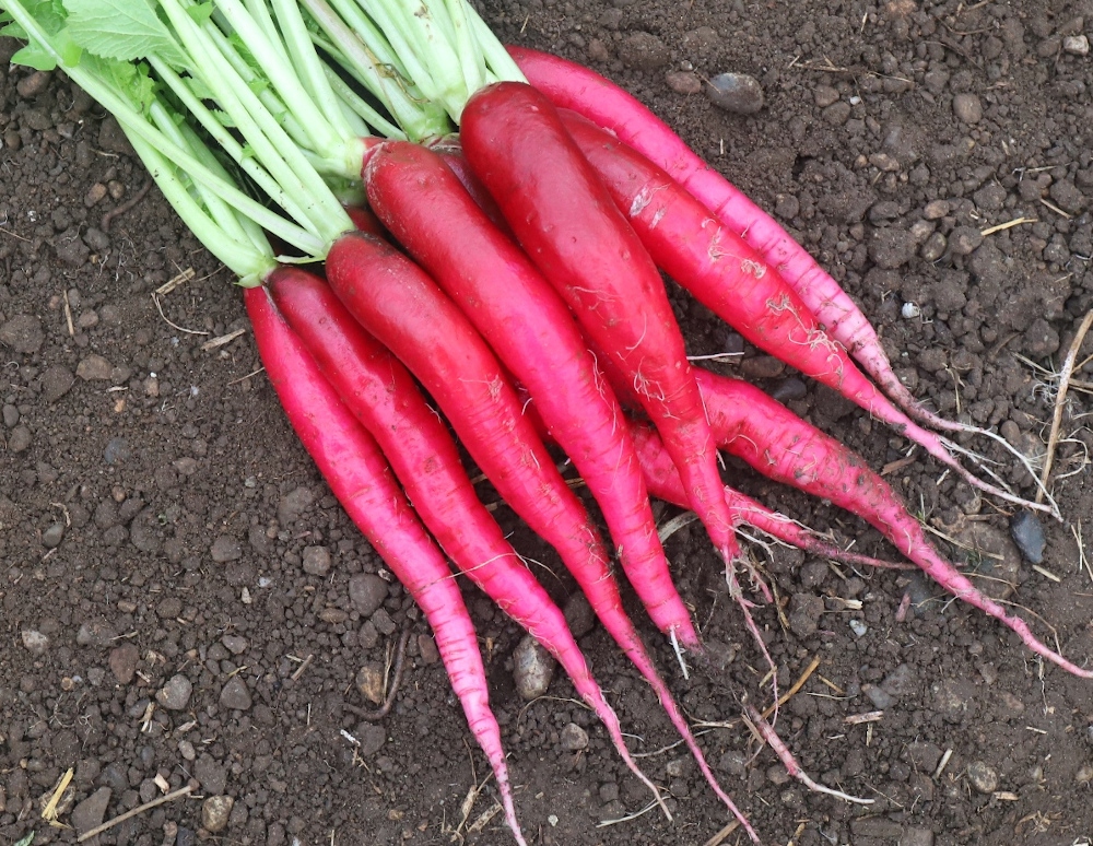 NASIONA Rzodkiewka Candela di Fuoco 5g PLANTICO 406506