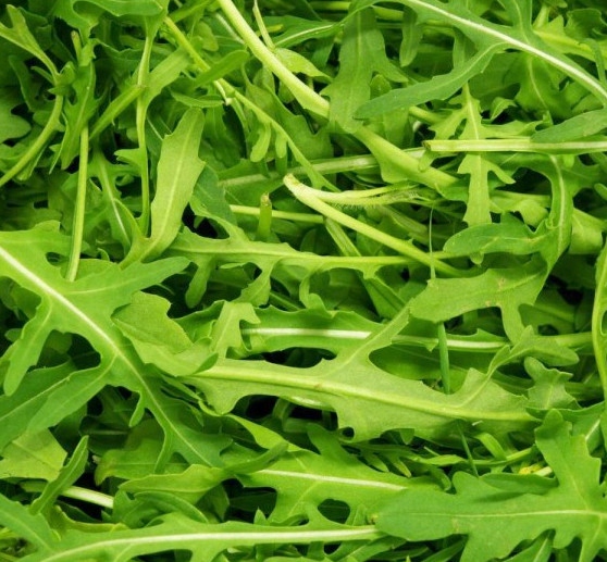 NASIONA Rukola Rokietta Siewna 1g POLAN Całoroczna 074315