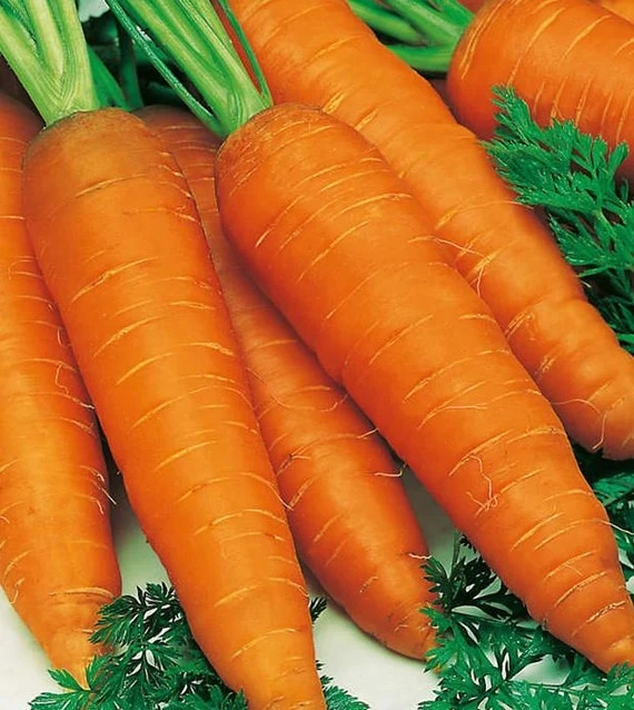 NASIONA Marchew Jadalna Kongo Mieszaniec 5g PLANTICO 403352