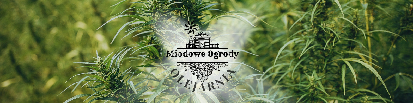 Olej Konopny 500ml ŚWIEŻY Tłoczony na Zimno Miodowe Ogrody PRODUCENT 2b3ddc2a6ca63fd0a625542170fb2e69