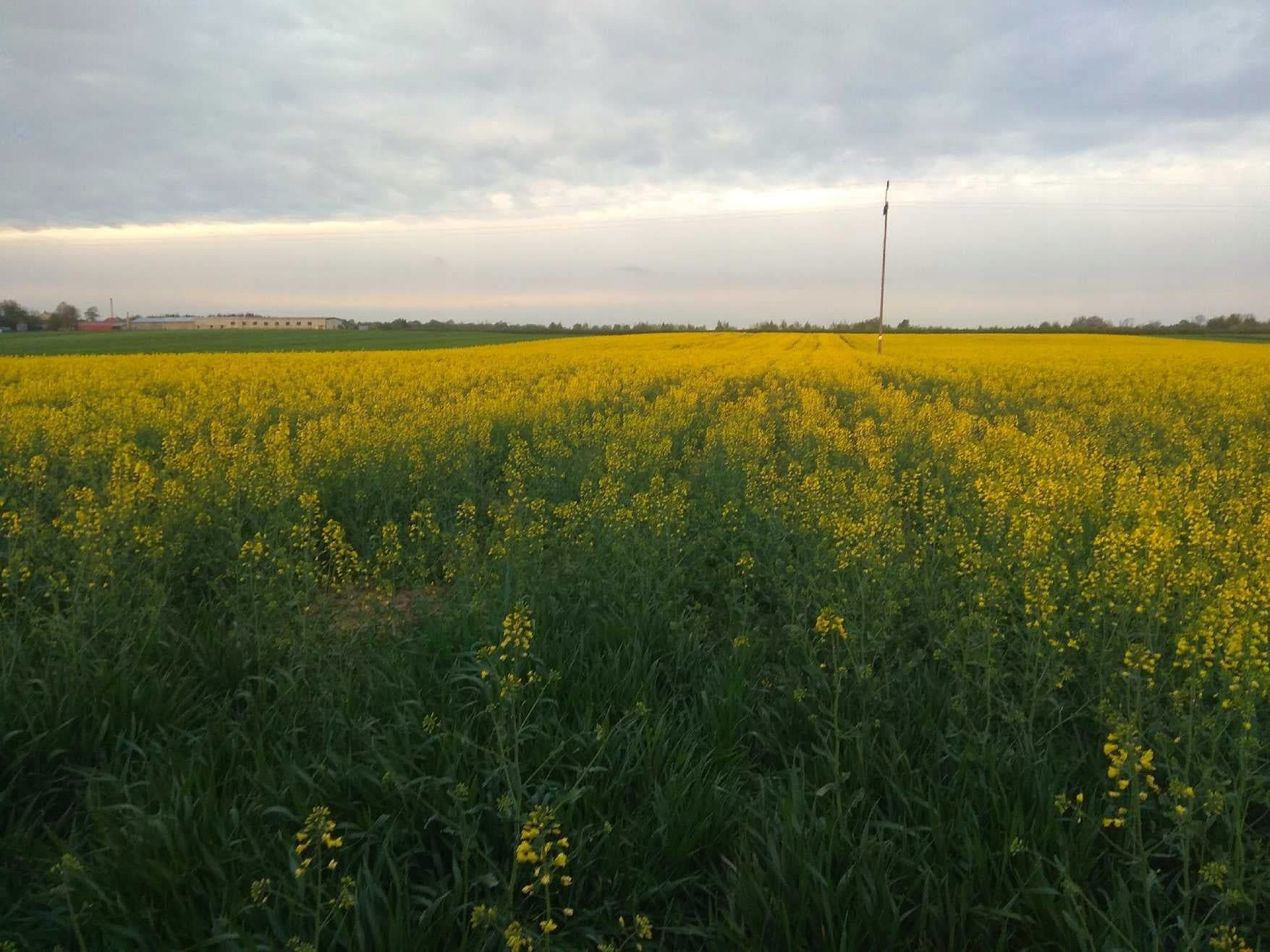 180951df5eb1f65467465c6b9f662125