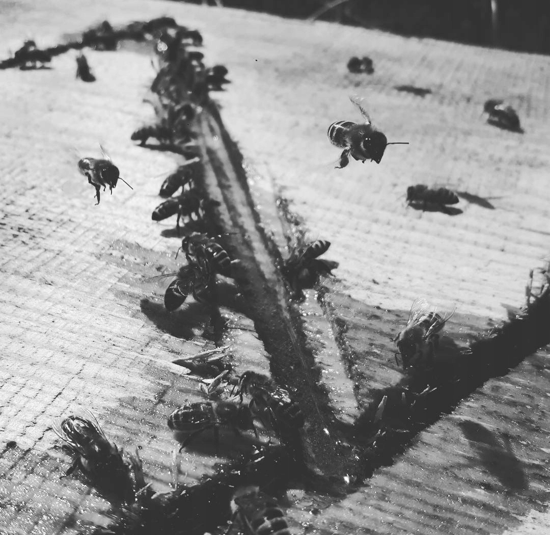 34ae012a273ec50d9387e12a09da4fdf