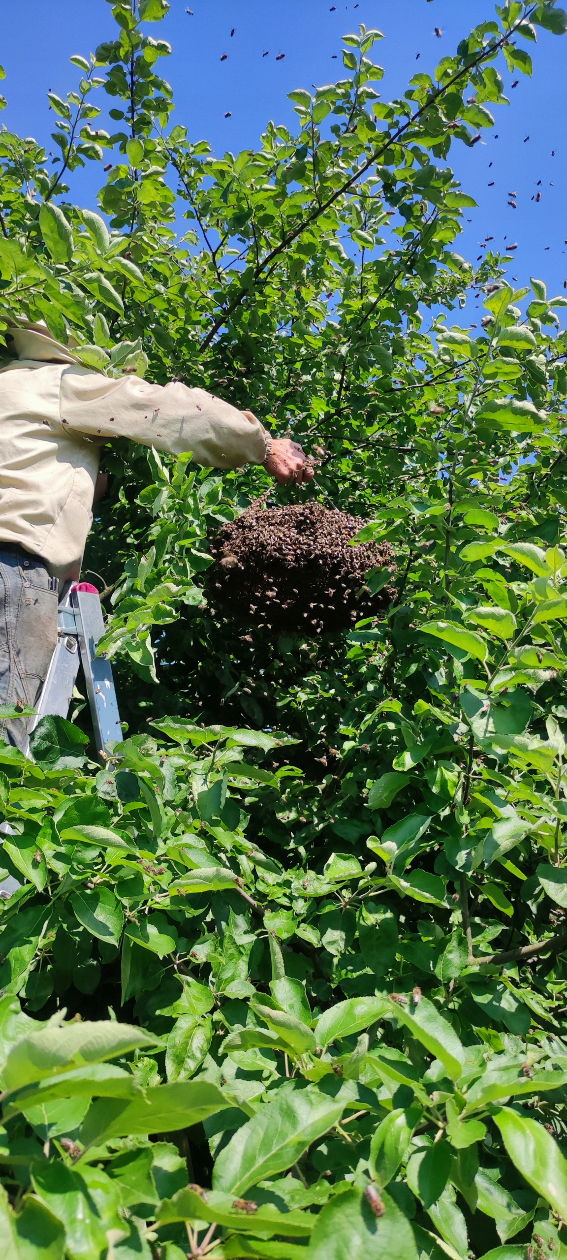 45cf820406fb8c6915cfd49bff52bd19