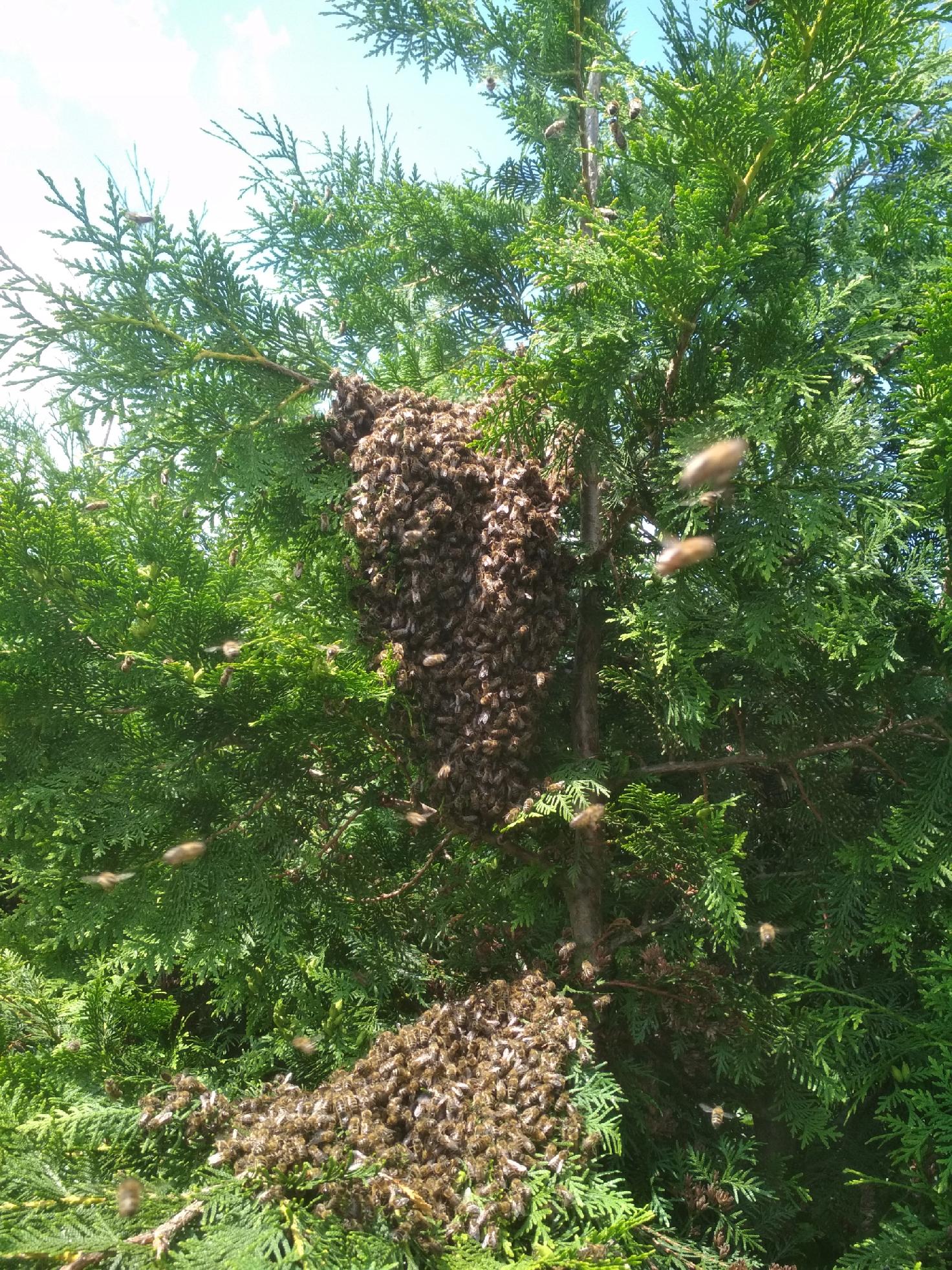 6de6116afa217764c4e9d6e90e7ccce5