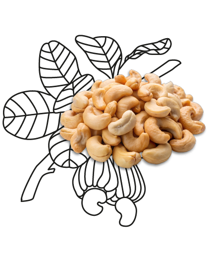 Ekologiczne Orzechy Nerkowca BIOGO