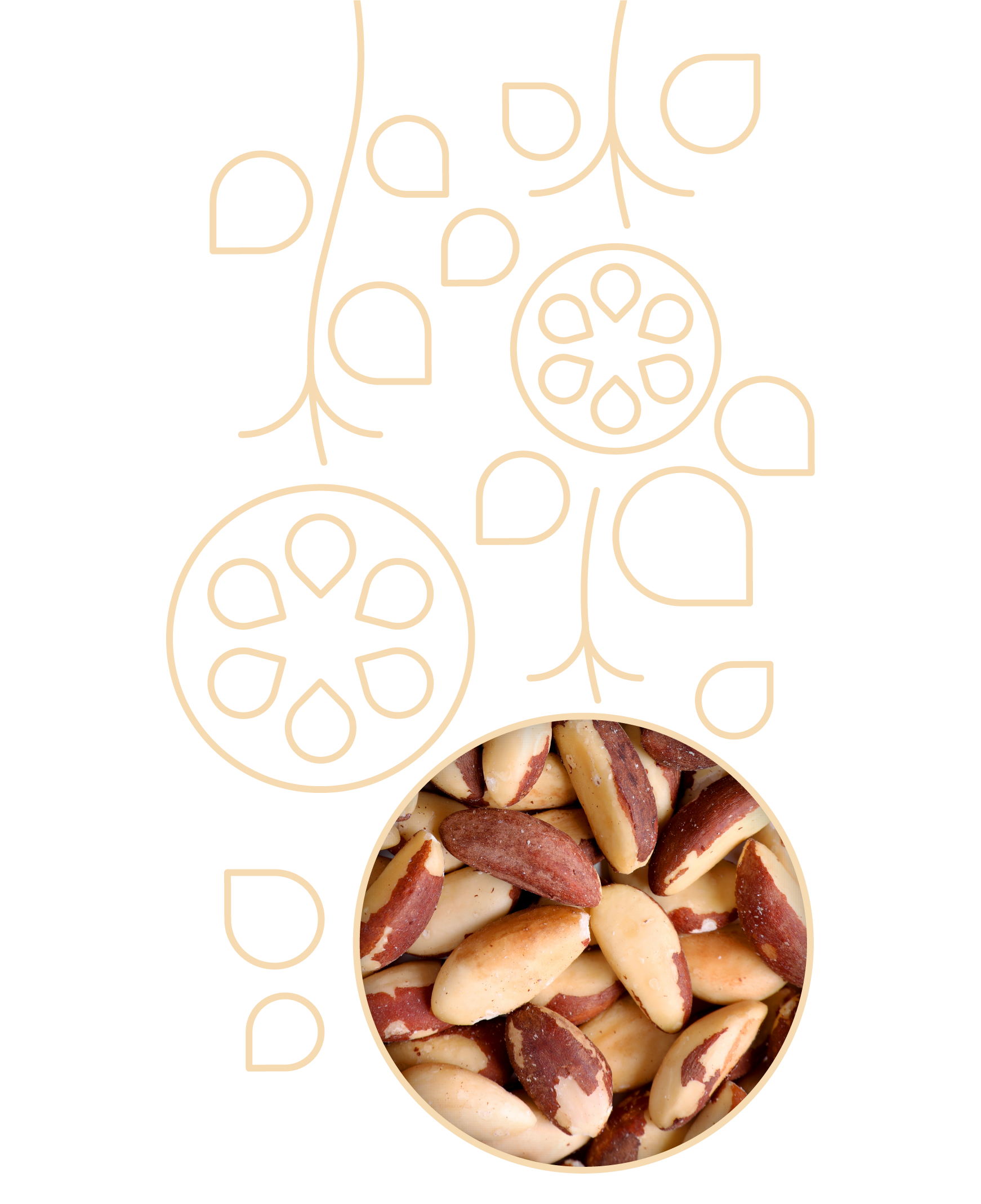 Orzechy Brazylijskie BIOGO