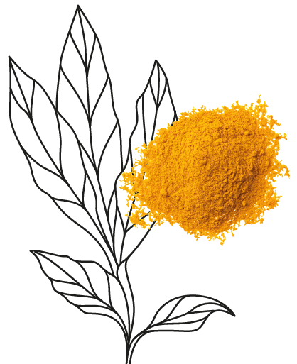 Graines de tournesol décortiquées biogo