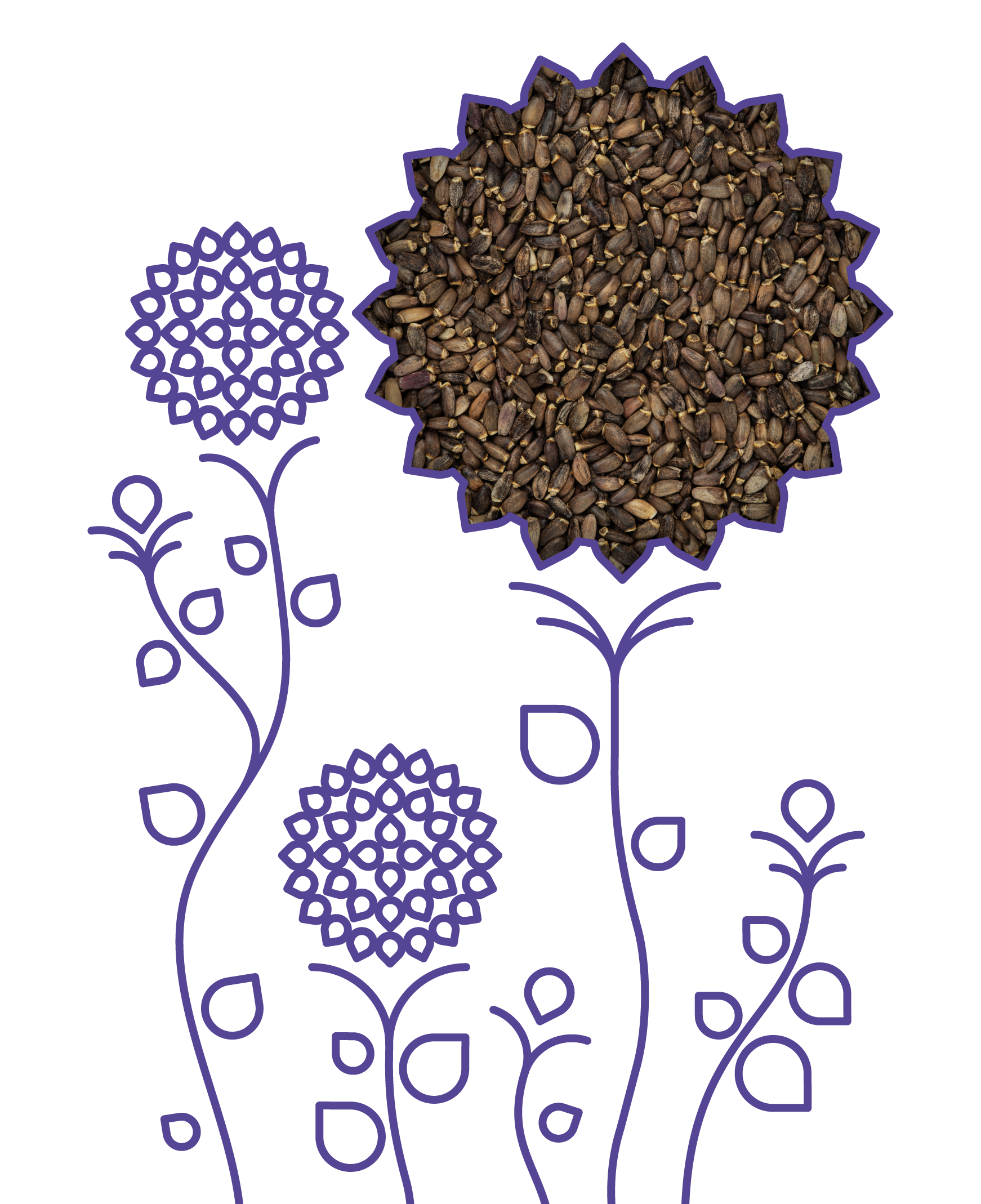 Măcrișul-de-baltă BIOGO