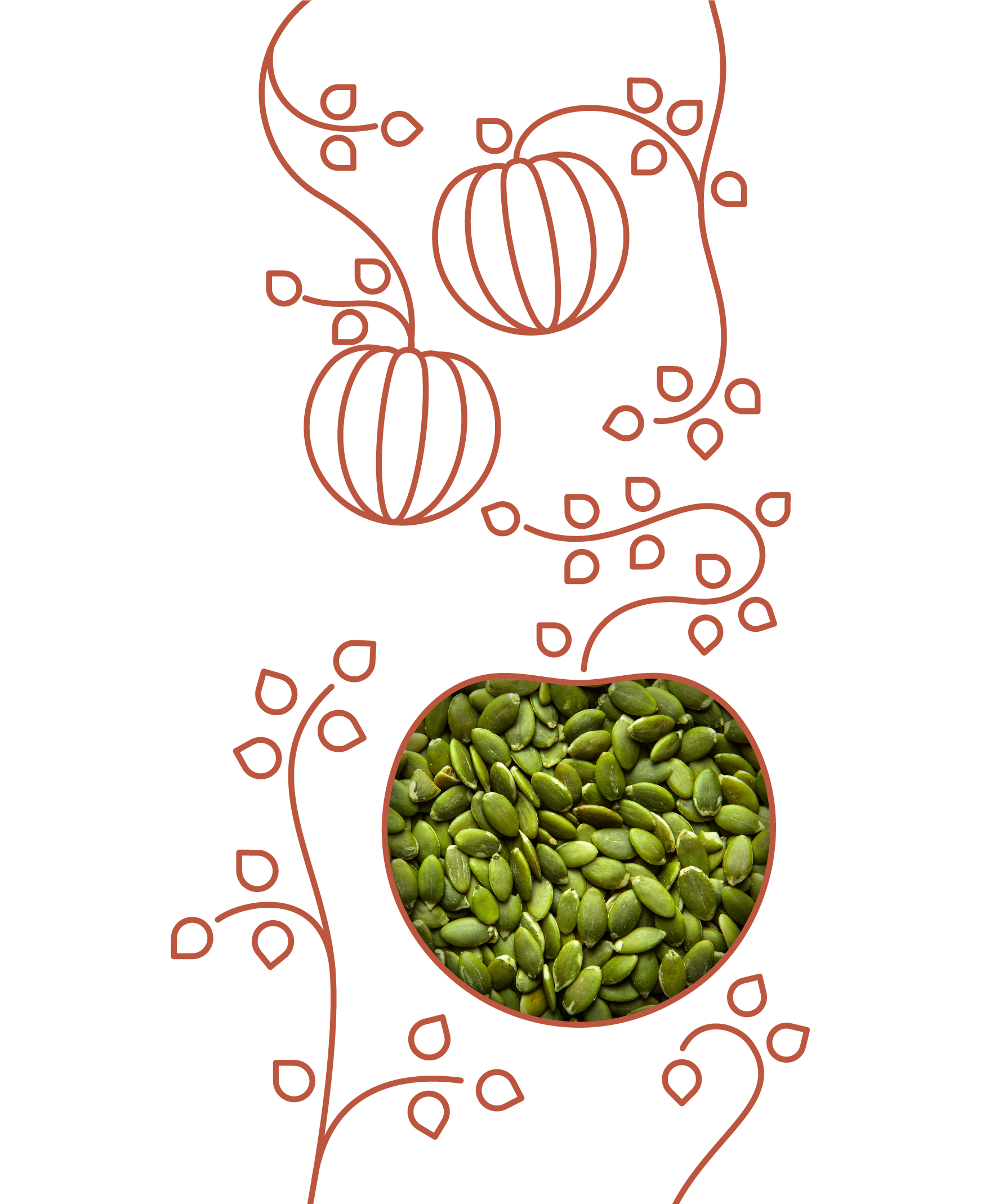 Dovleac decorticat BIOGO