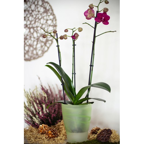 Mască de ghiveci Scheurich grass twirl pentru orhidee, sticlă, 13 cm, verde — imaginea 2